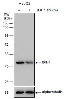 Invitrogen IDH1 Monoclonal Antibody (GT1521) 100 &mu;L; Unconjugated:Antibodies,