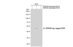 Invitrogen IDH1 Monoclonal Antibody (GT1521) 100 &mu;L; Unconjugated:Antibodies,