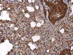 Invitrogen Phospho-c-Jun (Ser63) Monoclonal Antibody (GT653) 100 &mu;L;