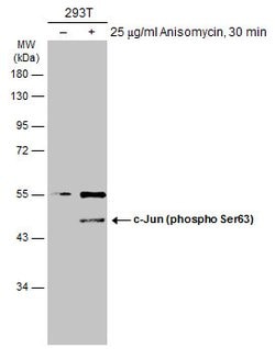 Invitrogen Phospho-c-Jun (Ser63) Monoclonal Antibody (GT653) 100 &mu;L;