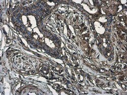 Invitrogen Phospho-MYH9 (Ser1943) Monoclonal Antibody (GT144) 100 &mu;L;