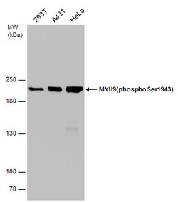 Invitrogen Phospho-MYH9 (Ser1943) Monoclonal Antibody (GT144) 100 &mu;L;