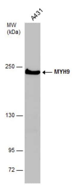 Invitrogen MYH9 Monoclonal Antibody (GT218) 100 &mu;L; Unconjugated:Antibodies,