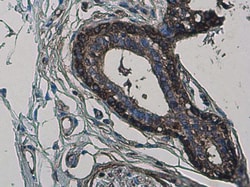 Invitrogen MYH9 Monoclonal Antibody (GT566) 100 &mu;L; Unconjugated:Antibodies,