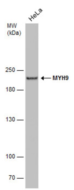 Invitrogen MYH9 Monoclonal Antibody (GT566) 100 &mu;L; Unconjugated:Antibodies,