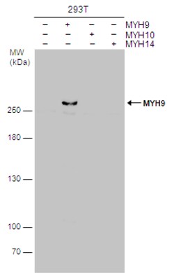 Invitrogen MYH9 Monoclonal Antibody (GT566) 100 &mu;L; Unconjugated:Antibodies,