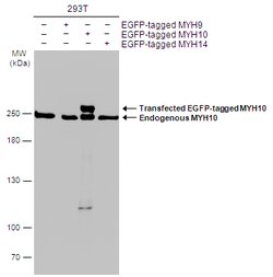 Invitrogen MYH10 Monoclonal Antibody (GT246) 100 &mu;L; Unconjugated:Antibodies,