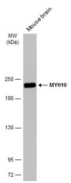 Invitrogen MYH10 Monoclonal Antibody (GT246) 100 &mu;L; Unconjugated:Antibodies,