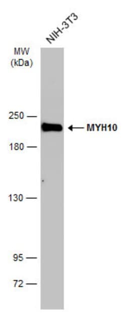 Invitrogen MYH10 Monoclonal Antibody (GT246) 100 &mu;L; Unconjugated:Antibodies,