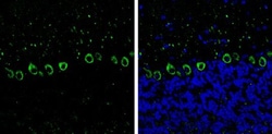 Invitrogen MYH10 Monoclonal Antibody (GT324) 100 &mu;L; Unconjugated:Antibodies,