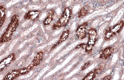 Invitrogen MYH10 Monoclonal Antibody (GT324) 100 &mu;L; Unconjugated:Antibodies,