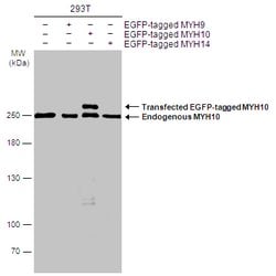 Invitrogen MYH10 Monoclonal Antibody (GT324) 100 &mu;L; Unconjugated:Antibodies,