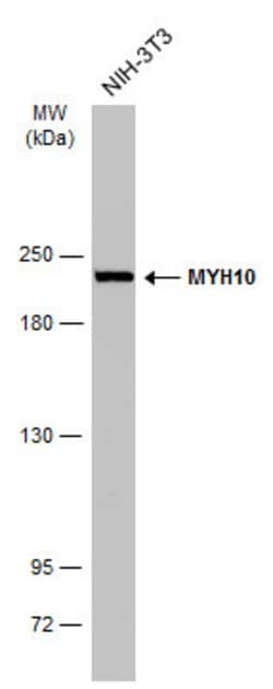 Invitrogen MYH10 Monoclonal Antibody (GT324) 100 &mu;L; Unconjugated:Antibodies,