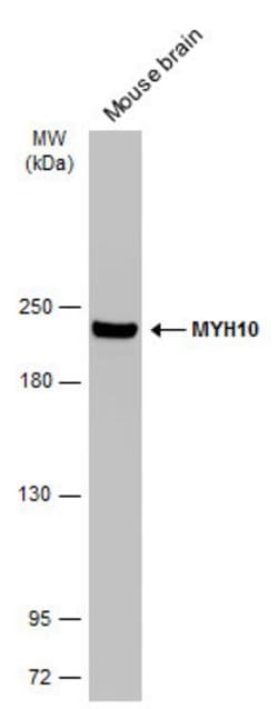 Invitrogen MYH10 Monoclonal Antibody (GT324) 100 &mu;L; Unconjugated:Antibodies,