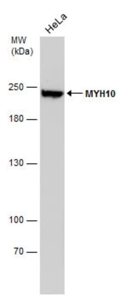 Invitrogen MYH10 Monoclonal Antibody (GT324) 100 &mu;L; Unconjugated:Antibodies,
