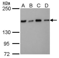 Invitrogen&trade;&nbsp;NFKBIL2 Monoclonal Antibody (GT648)