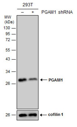 Invitrogen PGAM1 Monoclonal Antibody (GT256) 100 &mu;L; Unconjugated:Antibodies,