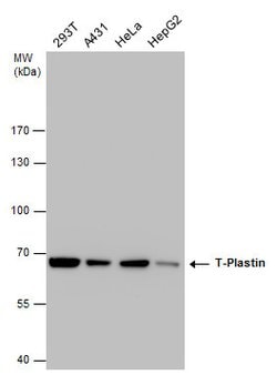 Invitrogen PLS3 Monoclonal Antibody (GT236) 100 &mu;L; Unconjugated:Antibodies,