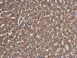 Invitrogen PLS3 Monoclonal Antibody (GT3310) 100 &mu;L; Unconjugated:Antibodies,