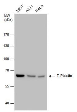 Invitrogen PLS3 Monoclonal Antibody (GT3310) 100 &mu;L; Unconjugated:Antibodies,