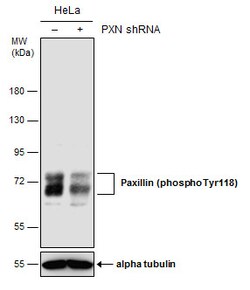 Invitrogen Phospho-Paxillin (Tyr118) Monoclonal Antibody (GT162) 100 &mu;L;