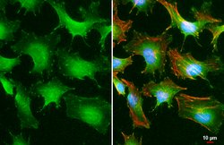 Invitrogen Phospho-Paxillin (Tyr118) Monoclonal Antibody (GT712) 100 &mu;L;