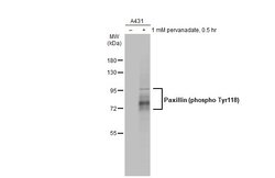 Invitrogen Phospho-Paxillin (Tyr118) Monoclonal Antibody (GT712) 100 &mu;L;