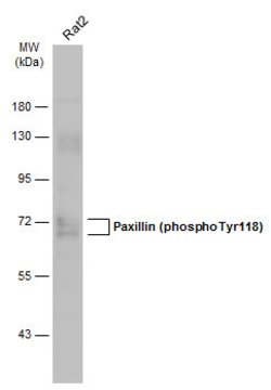 Invitrogen Phospho-Paxillin (Tyr118) Monoclonal Antibody (GT712) 100 &mu;L;