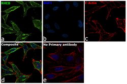 Invitrogen RHEB Monoclonal Antibody (GT39810) 100 &mu;L; Unconjugated:Antibodies,
