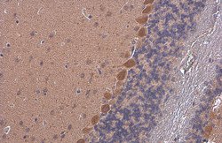 Invitrogen RHEB Monoclonal Antibody (GT39810) 100 &mu;L; Unconjugated:Antibodies,