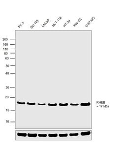 Invitrogen RHEB Monoclonal Antibody (GT39810) 100 &mu;L; Unconjugated:Antibodies,