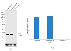 Invitrogen RHEB Monoclonal Antibody (GT39810) 100 &mu;L; Unconjugated:Antibodies,
