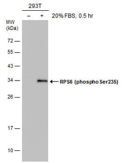 Invitrogen Phospho-S6 (Ser235) Monoclonal Antibody (GT829) 100 &mu;L; Unconjugated:Antibodies,