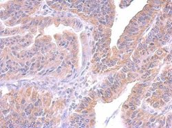 Invitrogen SUPV3L1 Monoclonal Antibody (GT244) 100 &mu;L | Buy Online | Invitrogen&trade; | Fisher Scientific