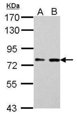 Invitrogen SUPV3L1 Monoclonal Antibody (GT244) 100 &mu;L | Buy Online | Invitrogen&trade; | Fisher Scientific