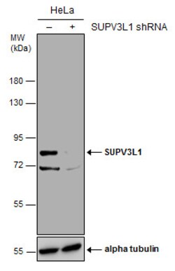 Invitrogen SUPV3L1 Monoclonal Antibody (GT244) 100 &mu;L | Buy Online | Invitrogen&trade; | Fisher Scientific