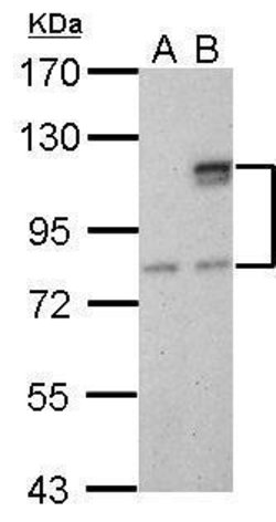Invitrogen SUPV3L1 Monoclonal Antibody (GT244) 100 &mu;L | Buy Online | Invitrogen&trade; | Fisher Scientific