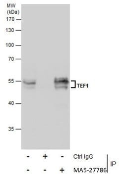 TEF1 Monoclonal Antibody (GT13112), Invitrogen 100 &mu;L; Unconjugated:Antibodies,
