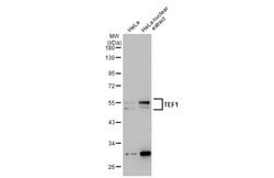 TEF1 Monoclonal Antibody (GT13112), Invitrogen 100 &mu;L; Unconjugated:Antibodies,