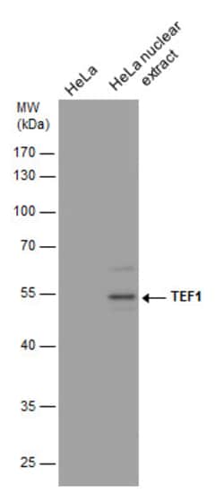 Invitrogen TEF1 Monoclonal Antibody (GT13112) 100 &mu;L; Unconjugated:Antibodies,