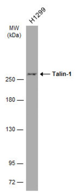 Invitrogen Talin 1 Monoclonal Antibody (GT24212) 100 &mu;L; Unconjugated:Antibodies,