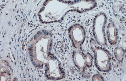 Invitrogen Phospho-p53 (Ser46) Monoclonal Antibody (GT1018) 100 &mu;L;