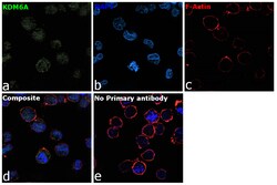 Invitrogen KDM6A Monoclonal Antibody (GT1612) 100 &mu;L; Unconjugated:Antibodies,