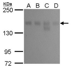Invitrogen KDM6A Monoclonal Antibody (GT1612) 100 &mu;L; Unconjugated:Antibodies,
