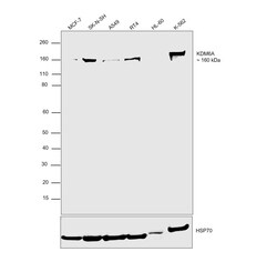 Invitrogen KDM6A Monoclonal Antibody (GT1612) 100 &mu;L; Unconjugated:Antibodies,