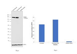 Invitrogen KDM6A Monoclonal Antibody (GT1612) 100 &mu;L; Unconjugated:Antibodies,