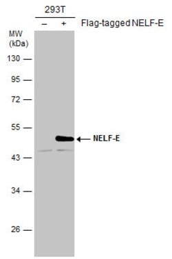 Invitrogen RDBP Monoclonal Antibody (E1C1) 100 &mu;L; Unconjugated:Antibodies,