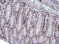 Invitrogen ARID1A Monoclonal Antibody (GT3611) 100 &mu;L; Unconjugated:Antibodies,