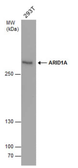 Invitrogen ARID1A Monoclonal Antibody (GT3611) 100 &mu;L; Unconjugated:Antibodies,