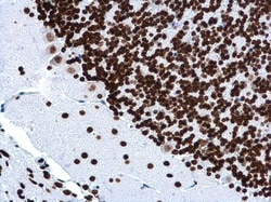 Invitrogen H4K16ac Monoclonal Antibody (GT1271), ChIP-Verified:Antibodies:Primary